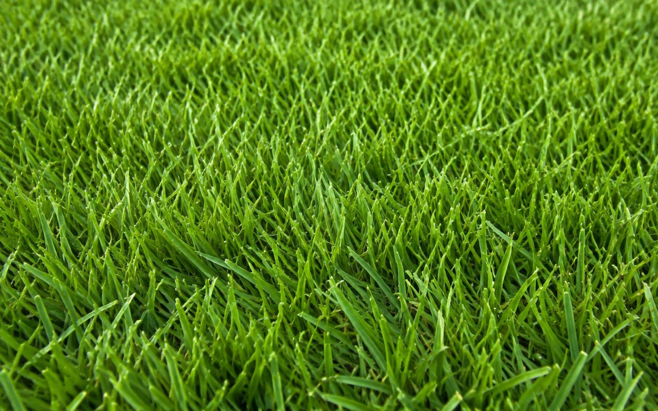 Folhas finas e densas da Grama Esmeralda